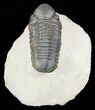 Bargain, Reedops Trilobite - Atchana, Morocco #55991-2